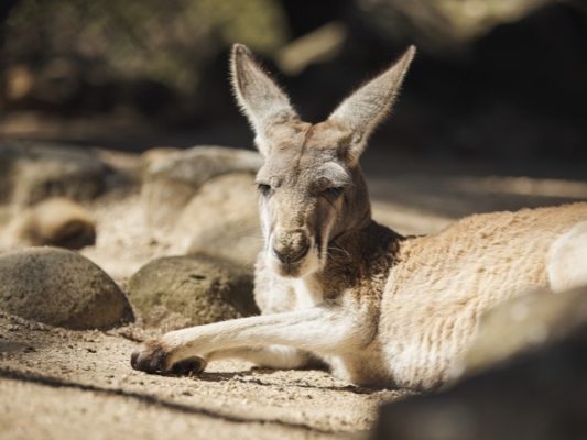 Taronga Zoo Has Launched Its First Ever Live Tv Feed - Luxperience